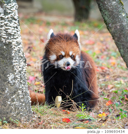 レッサーパンダ 小熊猫 アカパンダ 109693434
