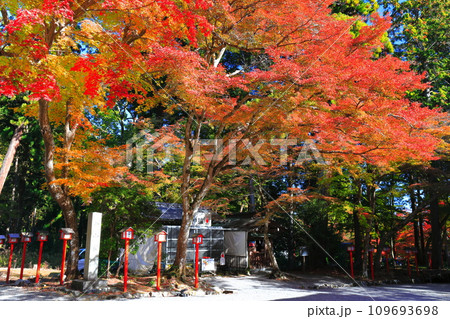 【滋賀県】晴天の日吉大社の紅葉 109693698