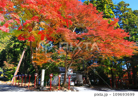 【滋賀県】晴天の日吉大社の紅葉 【滋賀県】晴天の日吉大社の紅葉 109693699