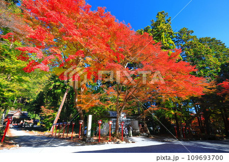 【滋賀県】晴天の日吉大社の紅葉 109693700