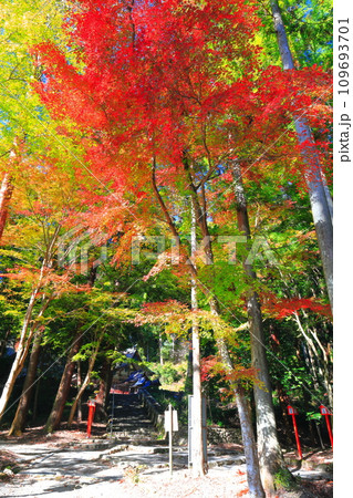 【滋賀県】晴天の日吉大社の紅葉 【滋賀県】晴天の日吉大社の紅葉 109693701