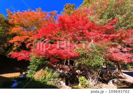 【滋賀県】晴天の日吉大社の紅葉 109693702