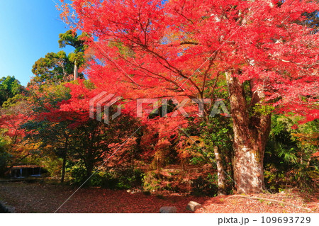 【滋賀県】晴天の日吉大社の紅葉 109693729