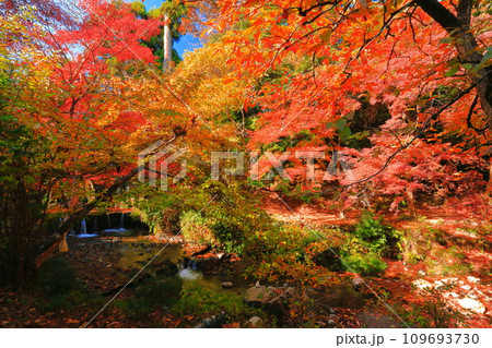 【滋賀県】晴天の日吉大社の紅葉 109693730