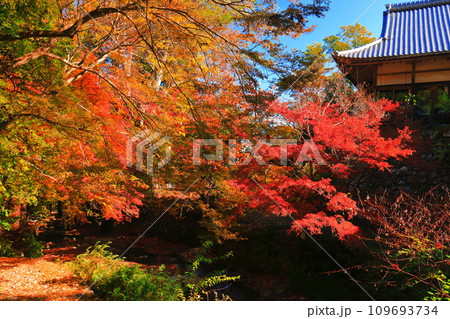 【滋賀県】晴天の日吉大社の紅葉 109693734