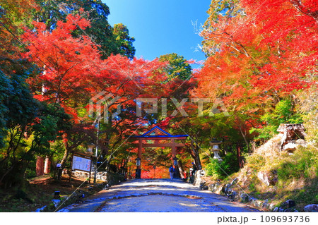 【滋賀県】晴天の日吉大社の紅葉(山王鳥居) 【滋賀県】晴天の日吉大社の紅葉(山王鳥居) 109693736