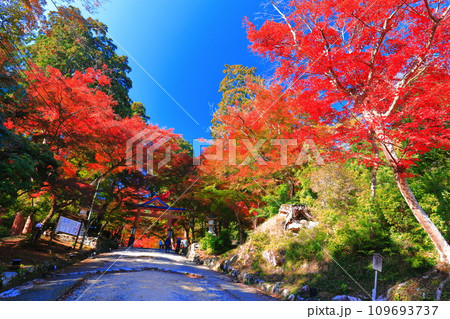 【滋賀県】晴天の日吉大社の紅葉（山王鳥居） 109693737