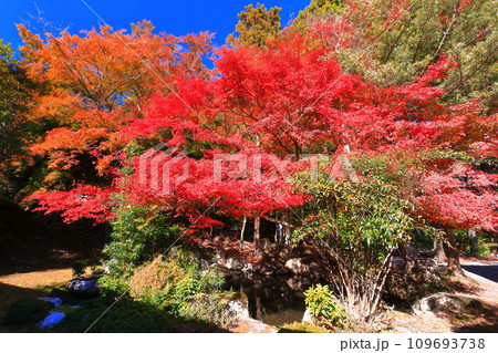 【滋賀県】晴天の日吉大社の紅葉 109693738