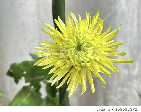 菊花 菊花 109693972