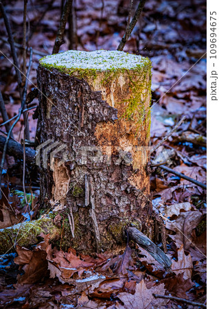 苫小牧の北大研究林の風景 苫小牧の北大研究林の風景 109694675