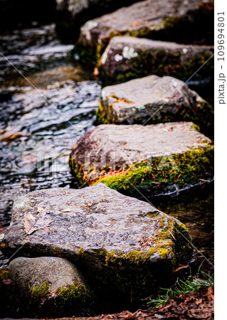 苫小牧の北大研究林の風景 109694801