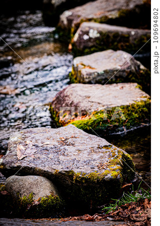 苫小牧の北大研究林の風景 109694802