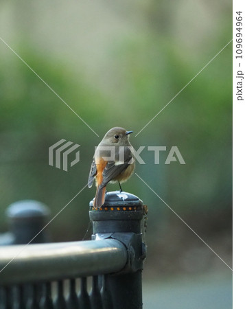 欄干に止まるジョウビタキ 109694964