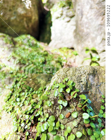 岩場に自生するマメヅタ 岩場に自生するマメヅタ 109695222