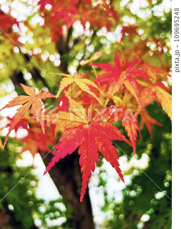 紅葉するモミジのクローズアップ 109695248