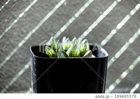 小さな鉢に植えられた多肉植物 ハオルチア CR1 小さな鉢に植えられた多肉植物 ハオルチア CR1 109695578