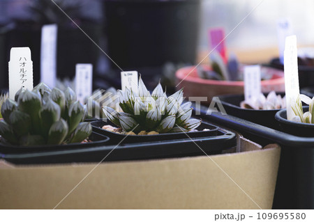 沢山の多肉植物　ハオルチア 109695580