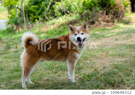 笑顔でこちらを見る柴犬 109696312