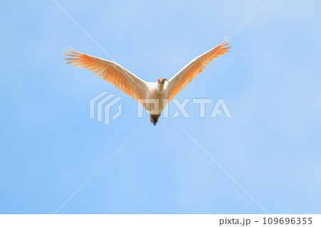 朱鷺の飛翔 109696355