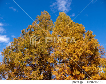 紅葉したメタセコイアと青空 紅葉したメタセコイアと青空 109696530