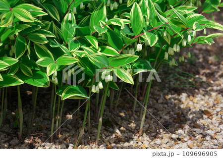 葉に白い筋の入ったアマドコロの花 葉に白い筋の入ったアマドコロの花 109696905