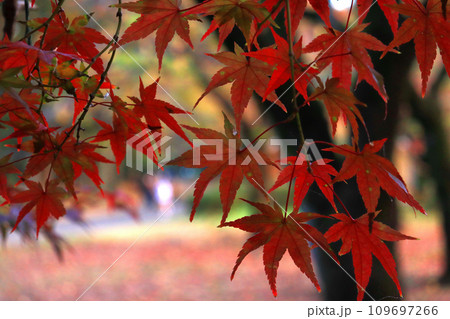 赤く紅葉したモミジのアップ2 109697266