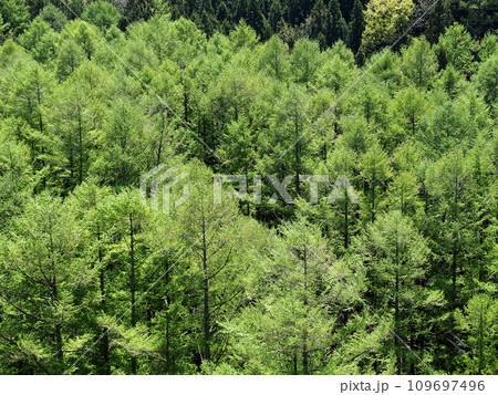 新緑のカラ松林、日差しで輝き、印象的で綺麗だ。 109697496