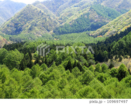 新緑のカラ松林や杉林など色々な緑がパッチワークのようで印象的で綺麗だ。 109697497