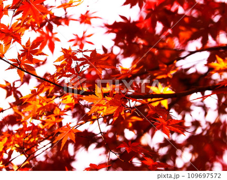 真っ赤な紅葉 109697572