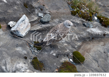 Seagull sits on coastal stones 109697632