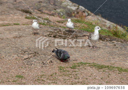 Three seagulls and a dove on the seashore 109697638