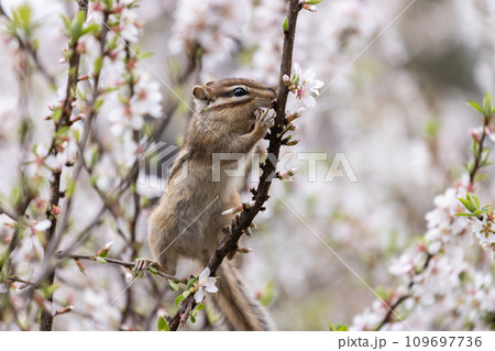 梅桃の花を食べるシマリス 109697736