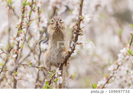 梅桃の花を食べるシマリス 109697738