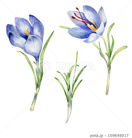 Watercolor illustration set of saffron spice isolated on white background. Flowers of crocus sativus botanical art hand drawn. Painted spring purple flower. Design element for label, package, postcard 109698017