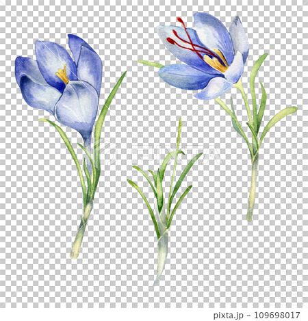 Watercolor illustration set of saffron spice isolated on white background. Flowers of crocus sativus botanical art hand drawn. Painted spring purple flower. Design element for label, package, postcard 109698017