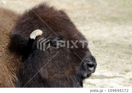バイソン バイソン 109698172