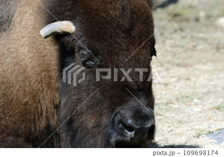 バイソン 109698174