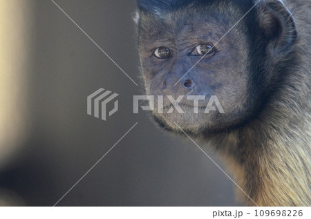 フサオマキザル 109698226