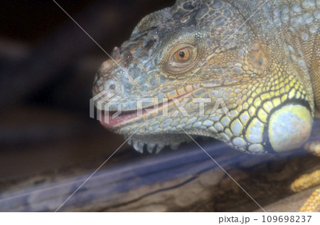 グリーンイグアナ 109698237