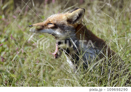 キツネ 109698290
