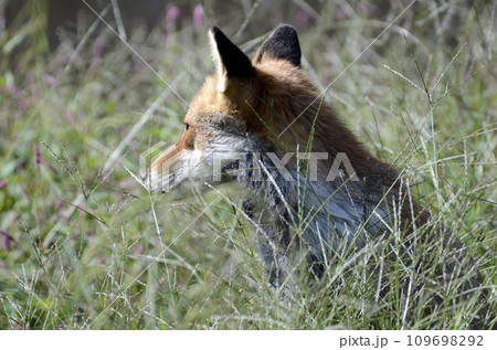 キツネ 109698292