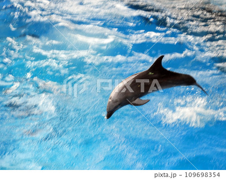 イルカのジャンプ 109698354