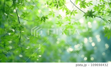 木漏れ日 109698432