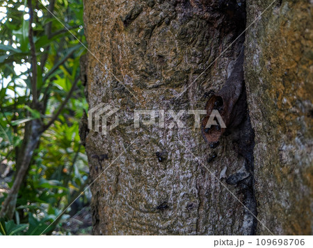 Closeup of a stingless bees native to Malaysia forests. Nest in the tree trunk 109698706