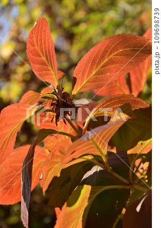紅葉した紫陽花の葉 紅葉した紫陽花の葉 109698739