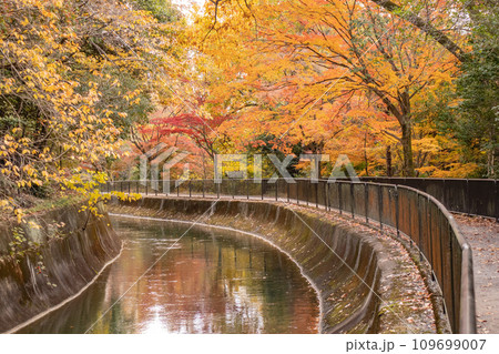 【京都風景】山科疎水 晩秋の紅葉が彩る水路沿いの散歩道 【京都風景】山科疎水 晩秋の紅葉が彩る水路沿いの散歩道 109699007