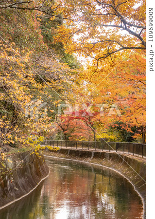 【京都風景】山科疎水 晩秋の紅葉が彩る水路沿いの散歩道 【京都風景】山科疎水 晩秋の紅葉が彩る水路沿いの散歩道 109699009