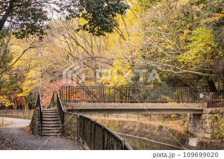 【京都風景】山科疎水　晩秋の紅葉が彩る水路沿いの散歩道 109699020