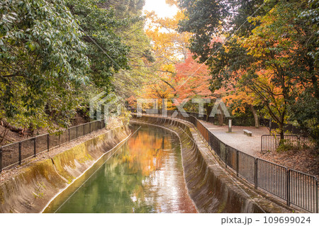 【京都風景】山科疎水 晩秋の紅葉が彩る水路沿いの散歩道 【京都風景】山科疎水 晩秋の紅葉が彩る水路沿いの散歩道 109699024