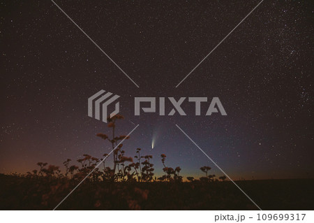 Comet Neowise C 2020 F3 In Night Starry Sky Above Flowering Buckwheat. summer Night Stars 109699317